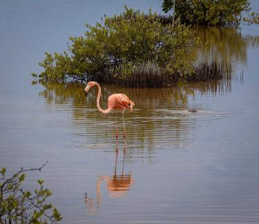 Flamingo FIRE Blends Part-Time Work With Passion Projects