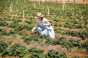 Tax Gain Harvesting Works When You Earn Under $48,350